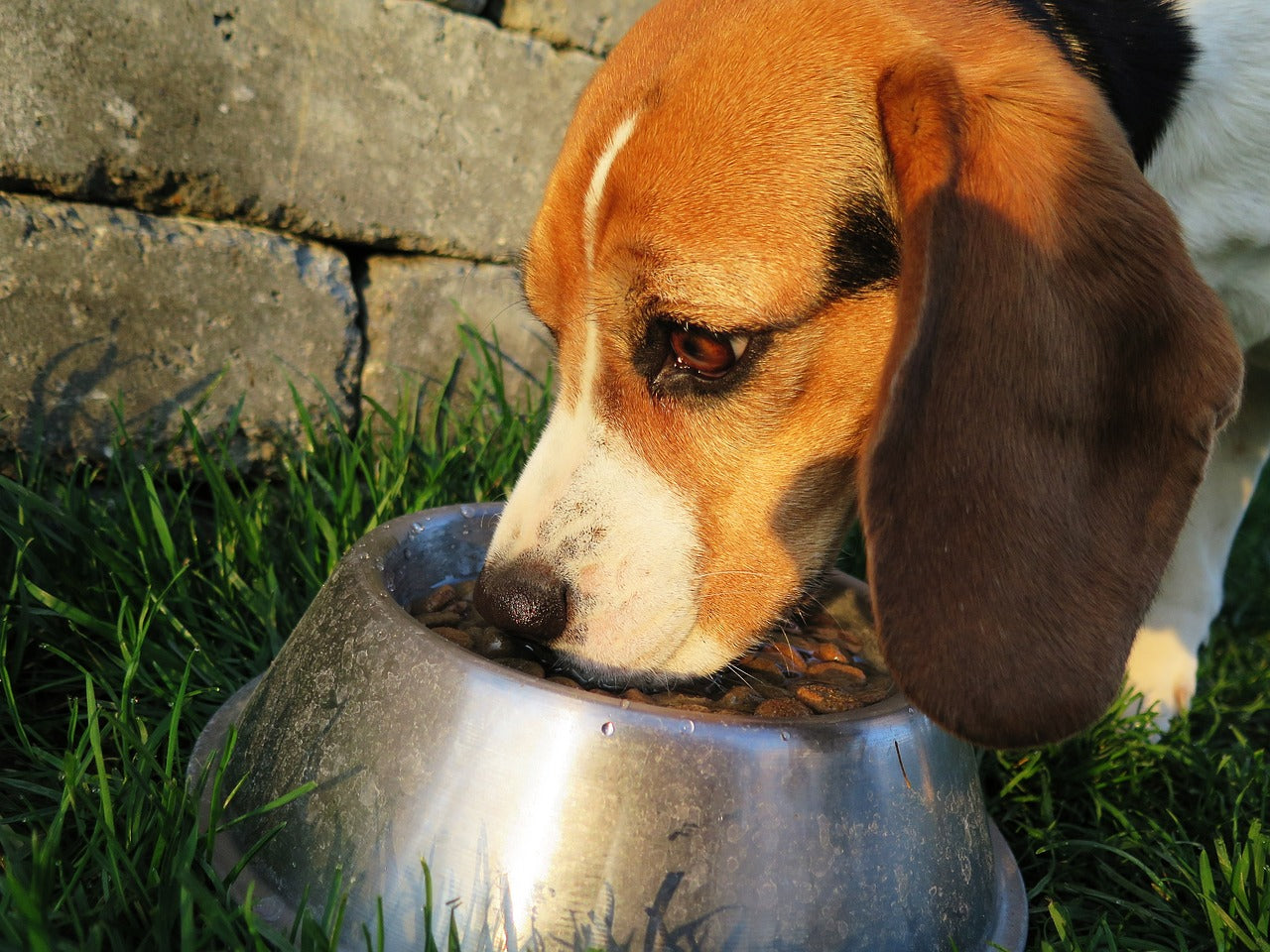 Hund eine Woche mit Futter versorgen