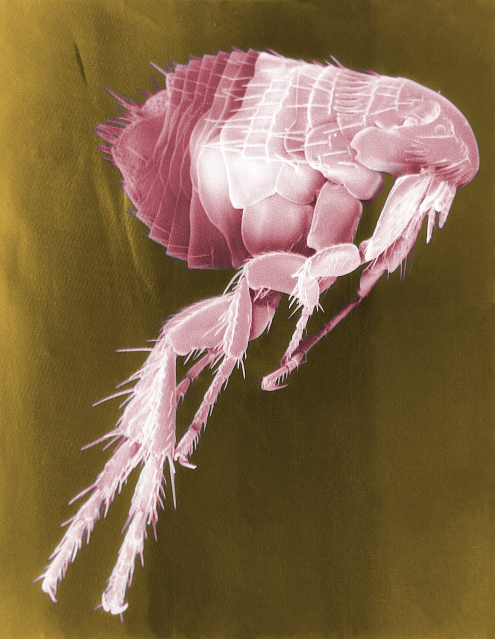 Parasitenprophylaxe