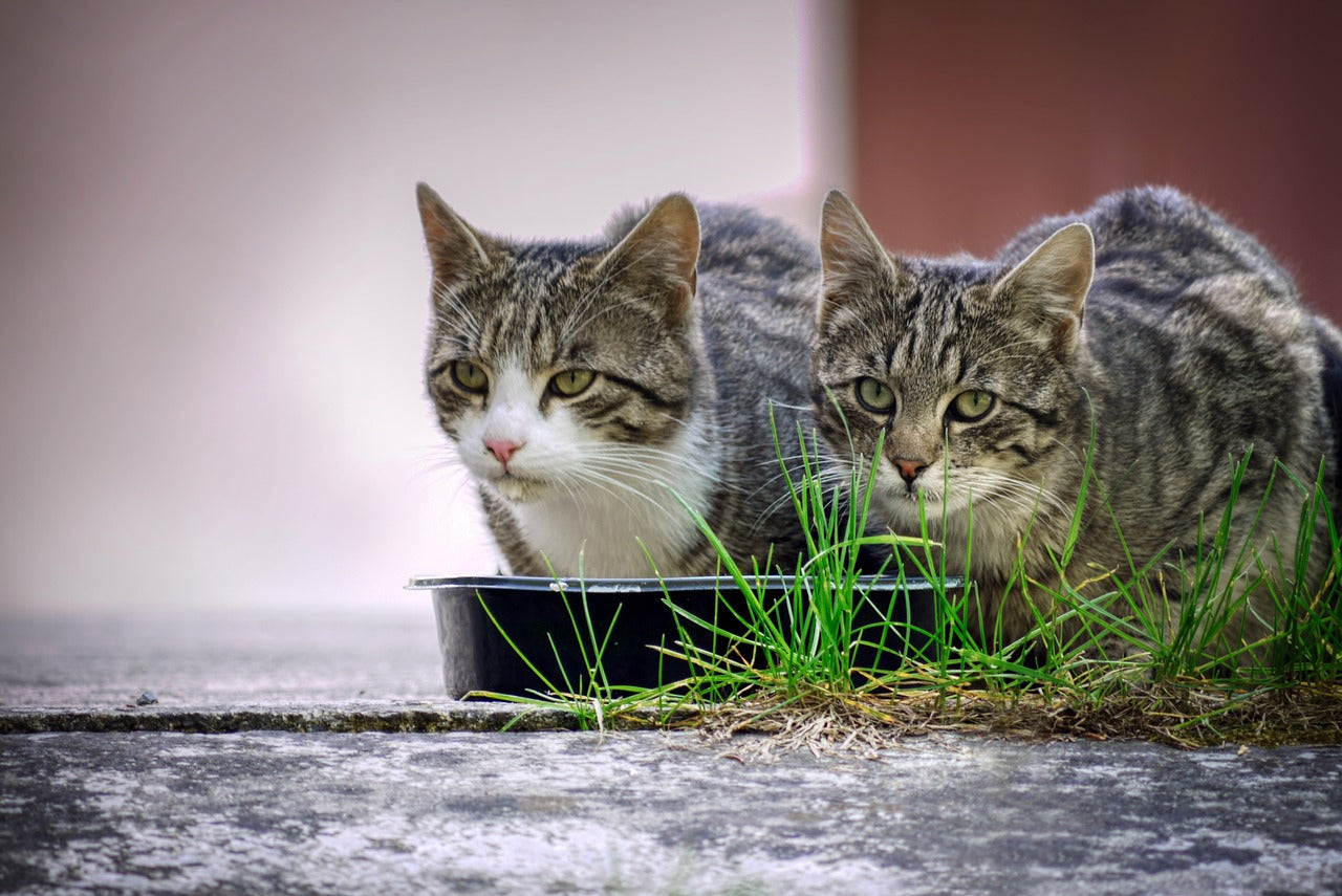 Katze eine Woche lang mit Futter versorgen