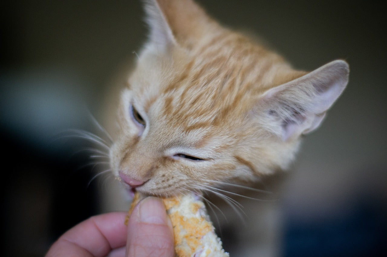 Straßenkatze einen Monat mit Futter versorgen