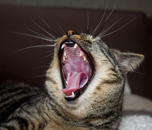 Zahnentfernung bei Straßenkatzen