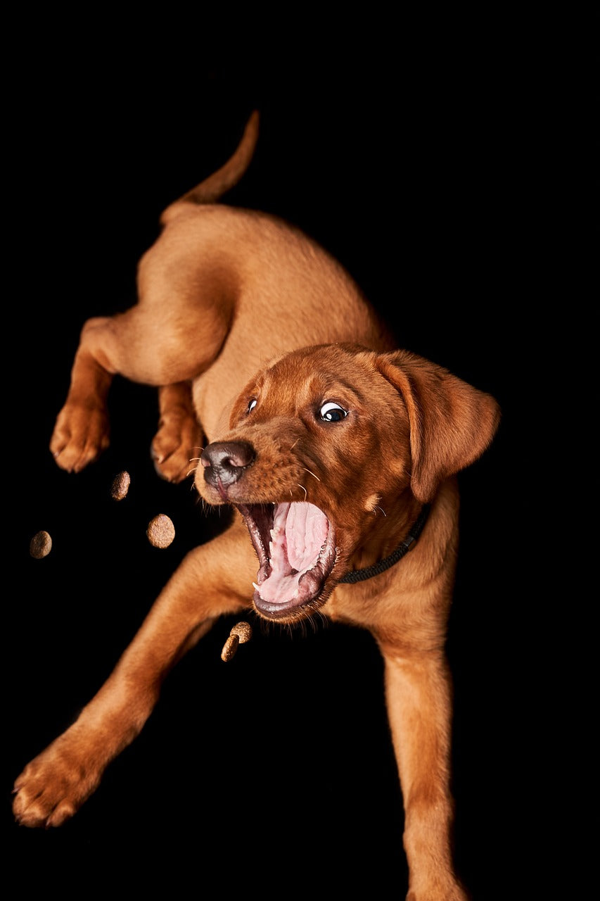 Streuner einen Monat mit Futter  versorgen