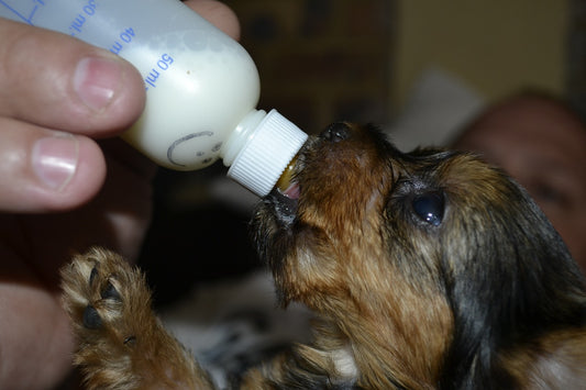 Welpenaufzucht mit Milchpulver