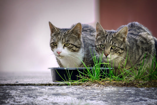 Katze eine Woche lang mit Futter versorgen