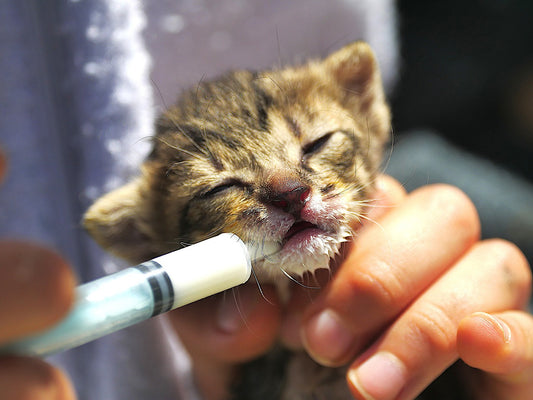 Katzenbaby mit Milchpulver für die Aufzucht versorgen